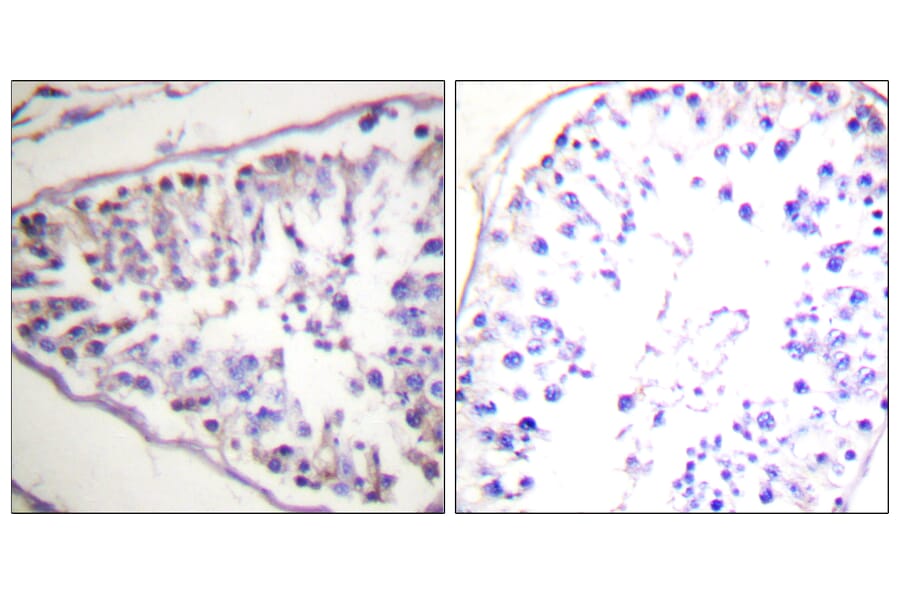 Immunohistochemistry - Anti-HSL Antibody (B0437) - Antibodies.com