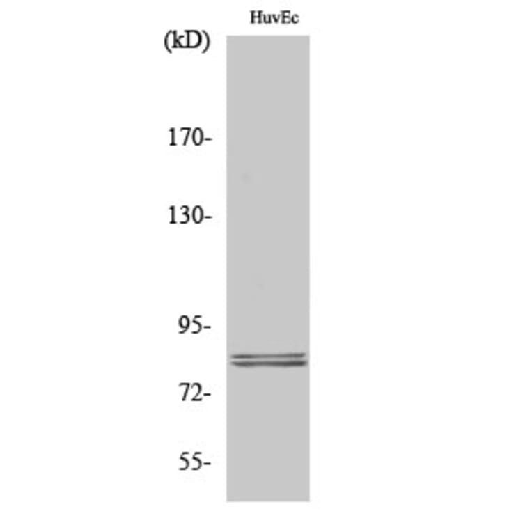 Western Blot - Anti-HSL Antibody (B0437) - Antibodies.com