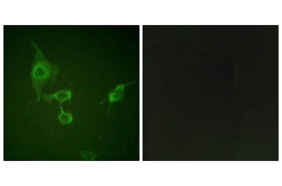 Immunofluorescence - Anti-HCK Antibody (B0938) - Antibodies.com