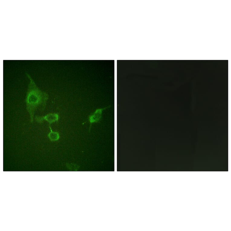 Immunofluorescence - Anti-HCK Antibody (B0938) - Antibodies.com