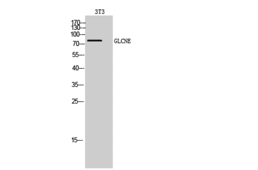Western Blot - Anti-GNE Antibody (C20731) - Antibodies.com