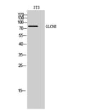 Western Blot - Anti-GNE Antibody (C20731) - Antibodies.com