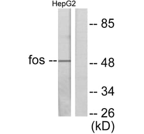 Western Blot - Anti-Fos Antibody (C0149) - Antibodies.com