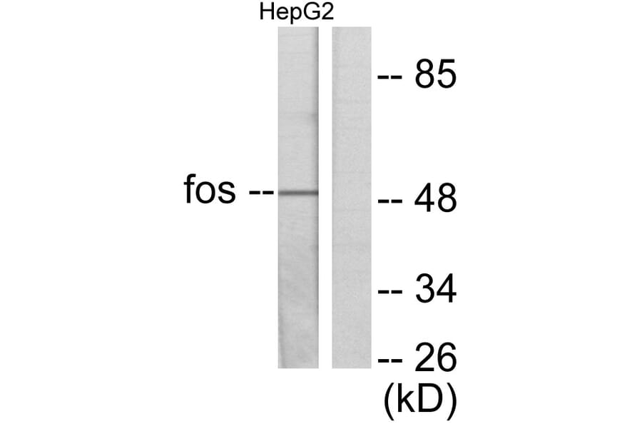 Western Blot - Anti-Fos Antibody (C0149) - Antibodies.com