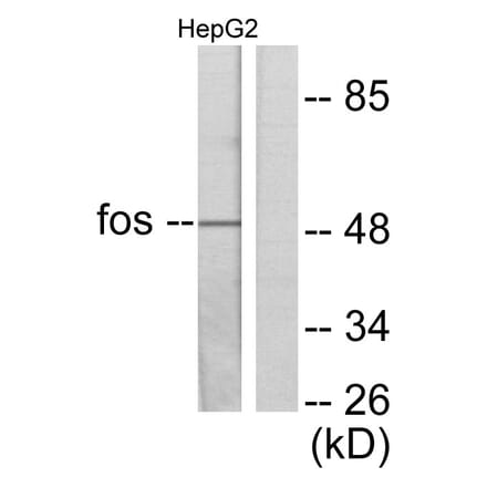 Western Blot - Anti-Fos Antibody (C0149) - Antibodies.com