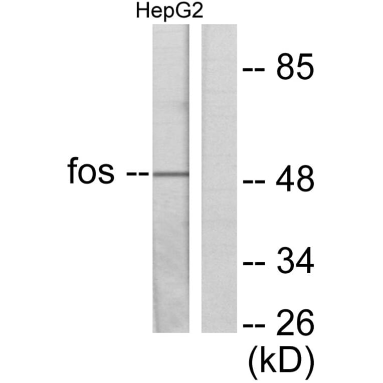 Western Blot - Anti-Fos Antibody (C0149) - Antibodies.com