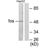 Western Blot - Anti-Fos Antibody (C0149) - Antibodies.com