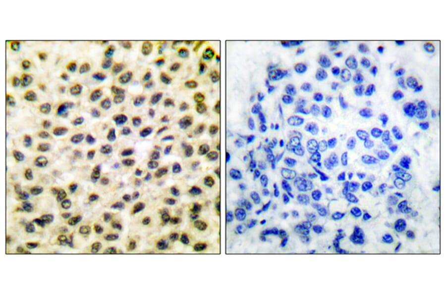 Immunohistochemistry - Anti-Fos Antibody (C0149) - Antibodies.com