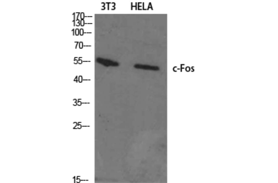 Western Blot - Anti-Fos Antibody (C0149) - Antibodies.com