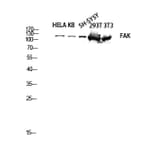 Western Blot - Anti-FAK Antibody (B8032) - Antibodies.com