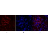 Immunofluorescence - Anti-FAK Antibody (B8032) - Antibodies.com