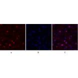 Immunofluorescence - Anti-FAK Antibody (B8032) - Antibodies.com