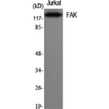 Western Blot - Anti-FAK Antibody (B7083) - Antibodies.com