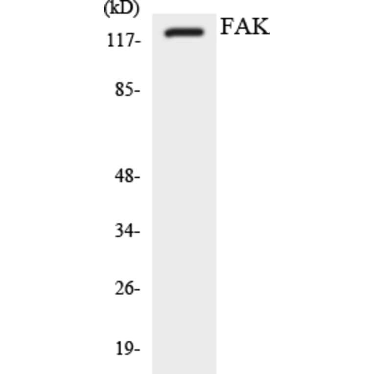 Western Blot - Anti-FAK Antibody (R12-2762) - Antibodies.com