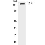 Western Blot - Anti-FAK Antibody (R12-2762) - Antibodies.com