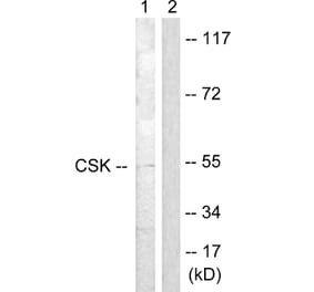 Western Blot - Anti-CSK Antibody (B0415) - Antibodies.com