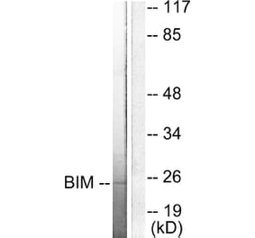 Western Blot - Anti-BIM Antibody (C0134) - Antibodies.com