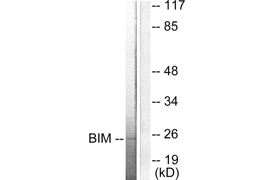 Western Blot - Anti-BIM Antibody (C0134) - Antibodies.com