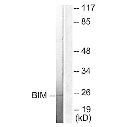 Western Blot - Anti-BIM Antibody (C0134) - Antibodies.com