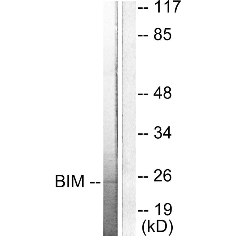 Western Blot - Anti-BIM Antibody (C0134) - Antibodies.com