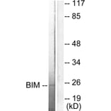 Western Blot - Anti-BIM Antibody (C0134) - Antibodies.com
