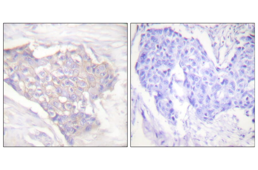 Immunohistochemistry - Anti-BIM Antibody (C0134) - Antibodies.com