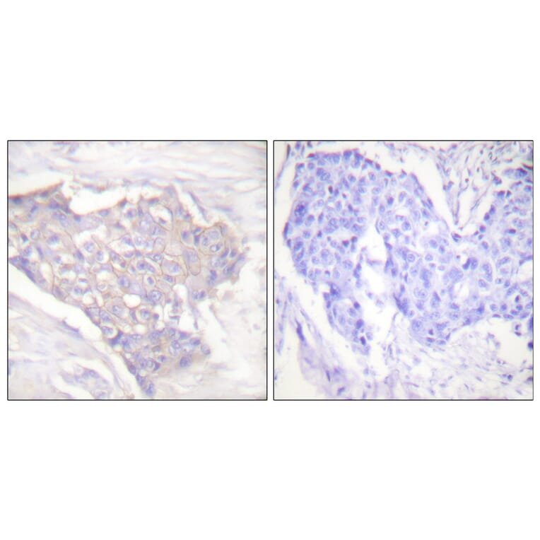 Immunohistochemistry - Anti-BIM Antibody (C0134) - Antibodies.com