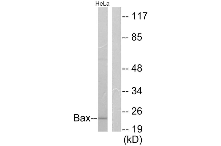 Western Blot - Anti-Bax Antibody (C0132) - Antibodies.com