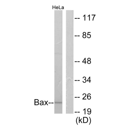 Western Blot - Anti-Bax Antibody (C0132) - Antibodies.com