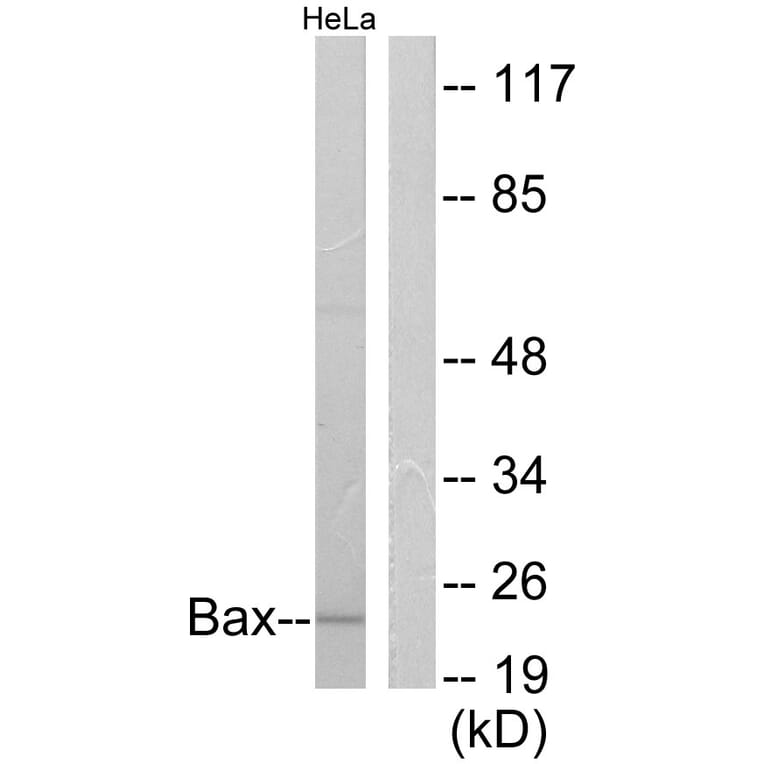 Western Blot - Anti-Bax Antibody (C0132) - Antibodies.com