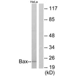 Western Blot - Anti-Bax Antibody (C0132) - Antibodies.com