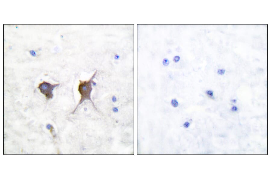 Immunohistochemistry - Anti-Bax Antibody (C0132) - Antibodies.com
