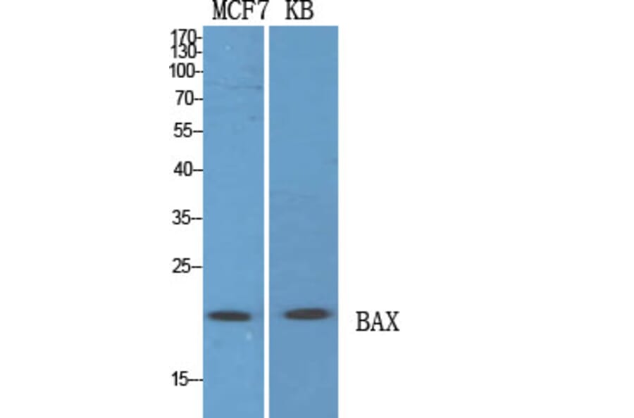 Western Blot - Anti-Bax Antibody (C0132) - Antibodies.com
