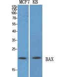 Western Blot - Anti-Bax Antibody (C0132) - Antibodies.com