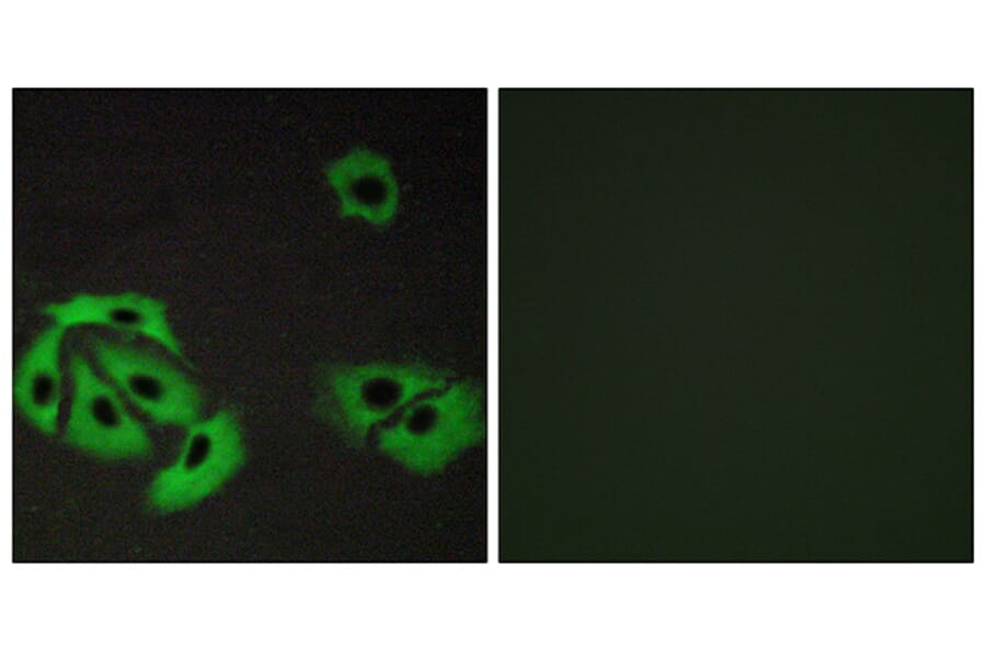 Immunofluorescence - Anti-BAX Antibody (C13029) - Antibodies.com