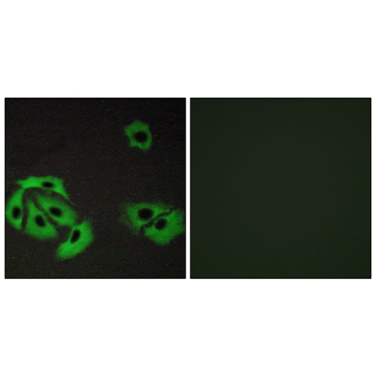 Immunofluorescence - Anti-BAX Antibody (C13029) - Antibodies.com