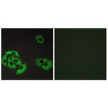 Immunofluorescence - Anti-BAX Antibody (C13029) - Antibodies.com