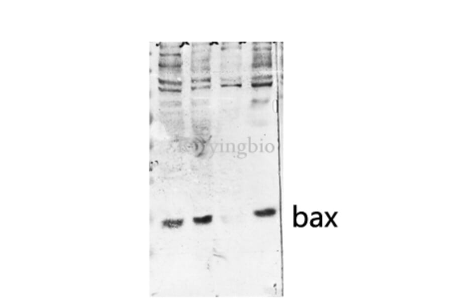Western Blot - Anti-BAX Antibody (C13029) - Antibodies.com