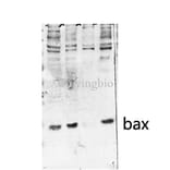 Western Blot - Anti-BAX Antibody (C13029) - Antibodies.com