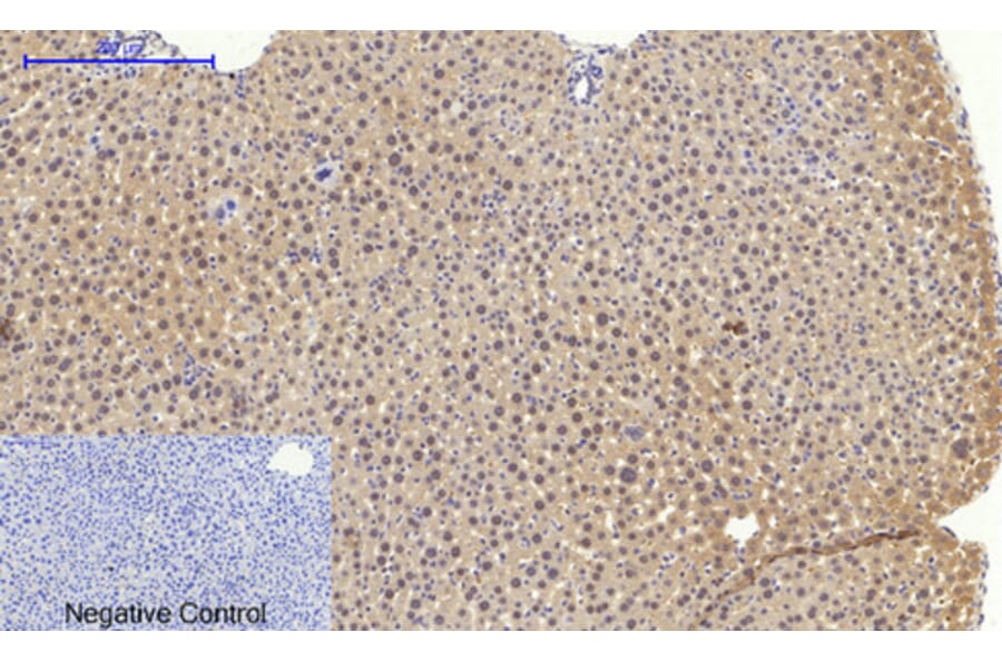 Immunohistochemistry - Anti-BAX Antibody (C13029) - Antibodies.com
