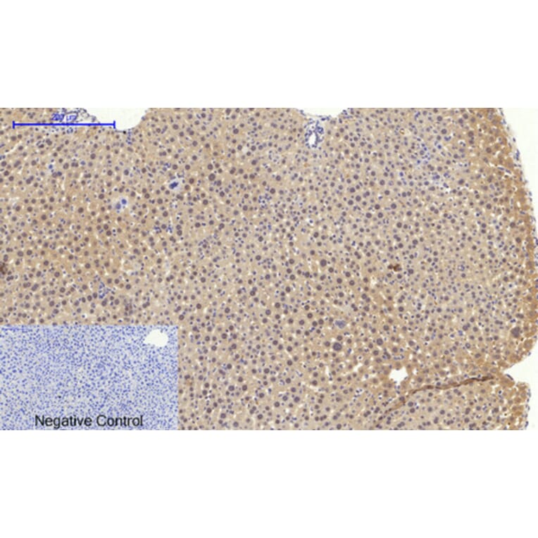 Immunohistochemistry - Anti-BAX Antibody (C13029) - Antibodies.com