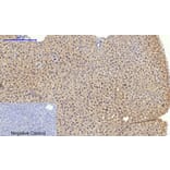 Immunohistochemistry - Anti-BAX Antibody (C13029) - Antibodies.com