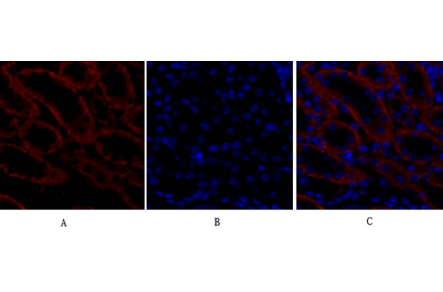 Immunofluorescence - Anti-BAX Antibody (C13029) - Antibodies.com