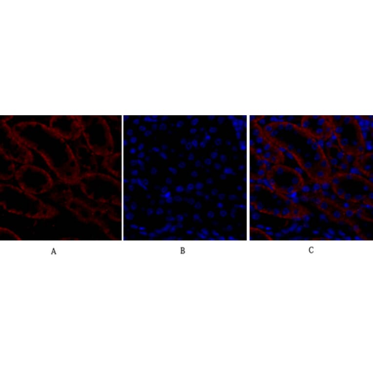 Immunofluorescence - Anti-BAX Antibody (C13029) - Antibodies.com