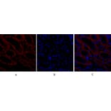 Immunofluorescence - Anti-BAX Antibody (C13029) - Antibodies.com