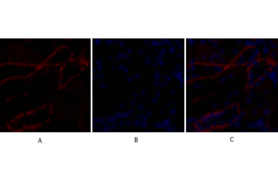 Immunofluorescence - Anti-BAX Antibody (C13029) - Antibodies.com