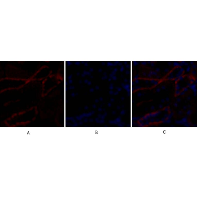 Immunofluorescence - Anti-BAX Antibody (C13029) - Antibodies.com