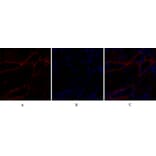 Immunofluorescence - Anti-BAX Antibody (C13029) - Antibodies.com