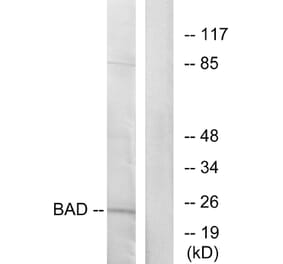 Western Blot - Anti-BAD Antibody (B7019) - Antibodies.com