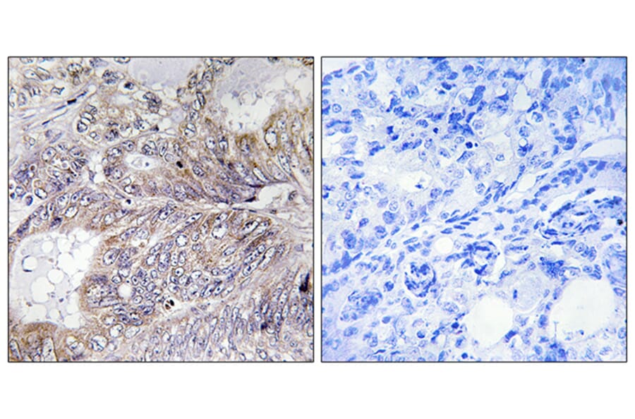 Immunohistochemistry - Anti-BAD Antibody (B7019) - Antibodies.com